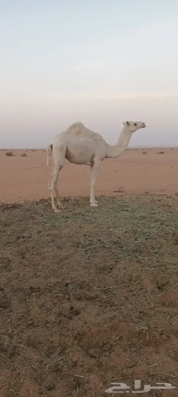 بعير للبيع 4