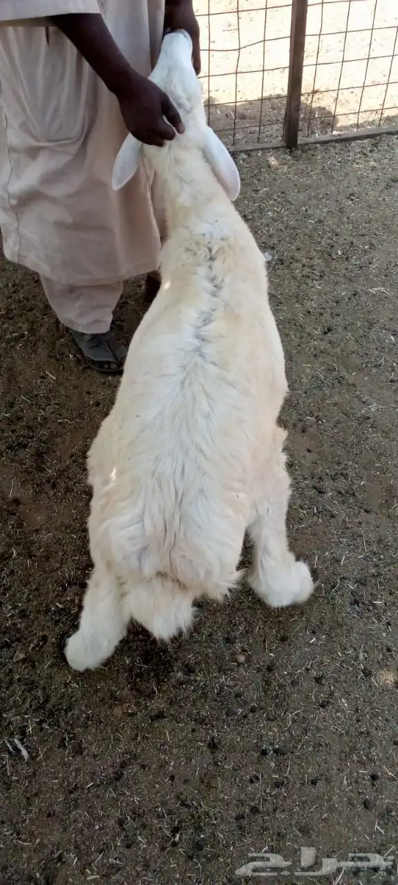 فحل حري للبيع 4