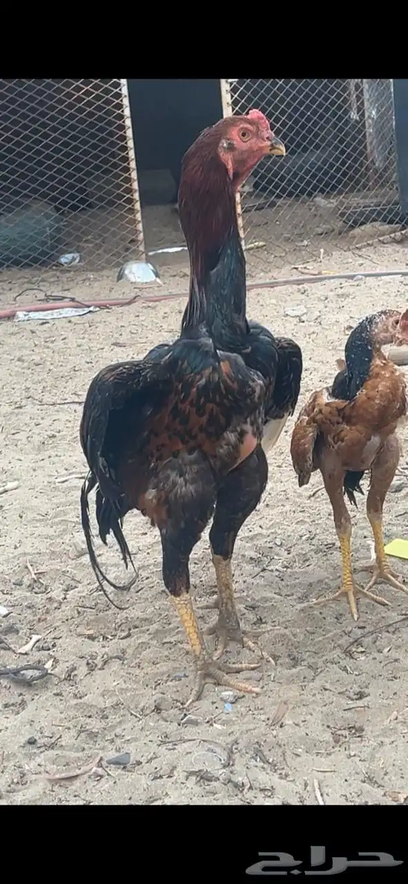 ديك باكستاني 0