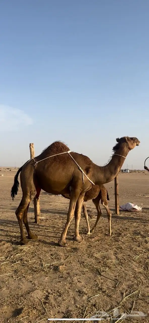 خلفه ساحليه 3