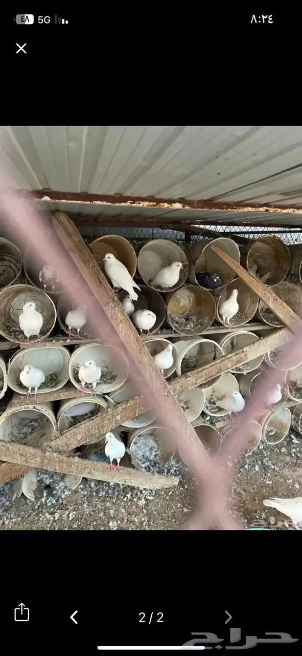 عرض لكم حمام تقريبا 30 جوز 1