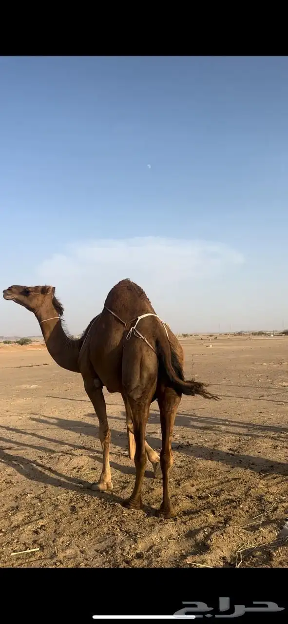 خلفه ساحليه 4