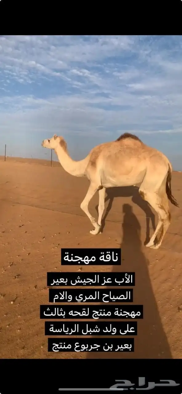 ناقة مهجنه 0