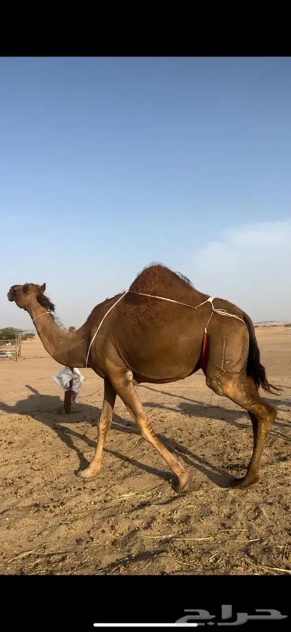 خلفه ساحليه 5