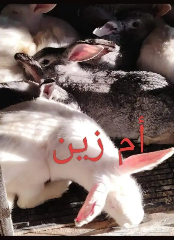 دجاج 7