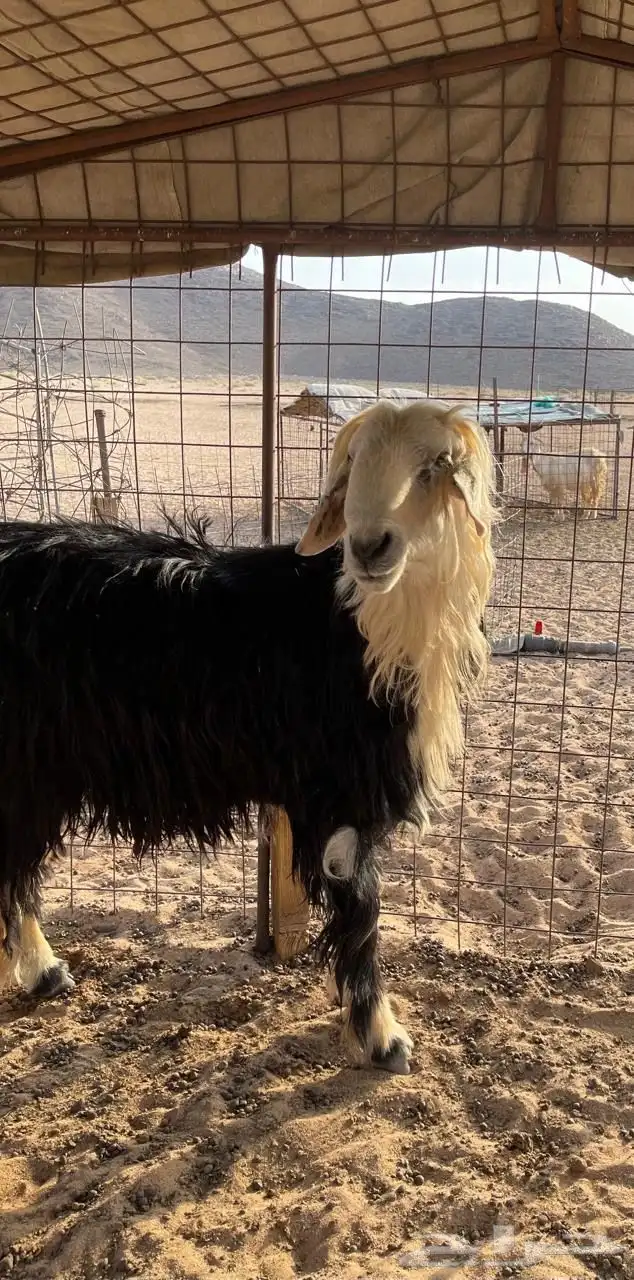 خروف نجدي 1