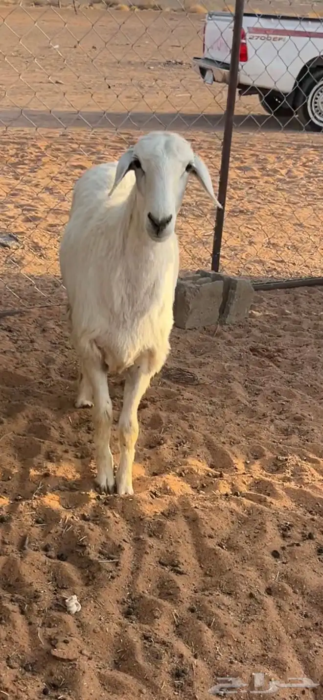 رخل حرية 4 شهور تم البيع 1