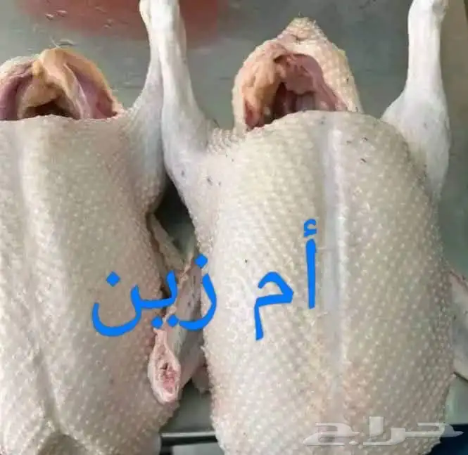 دجاج 6