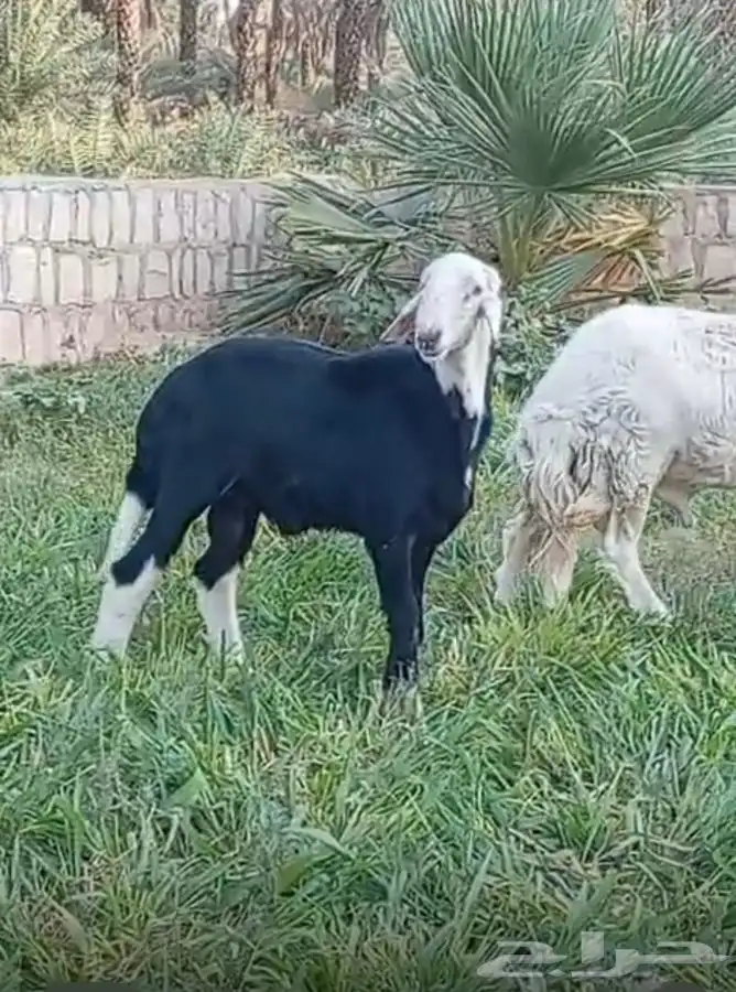 نجدي ثني للبيع 2