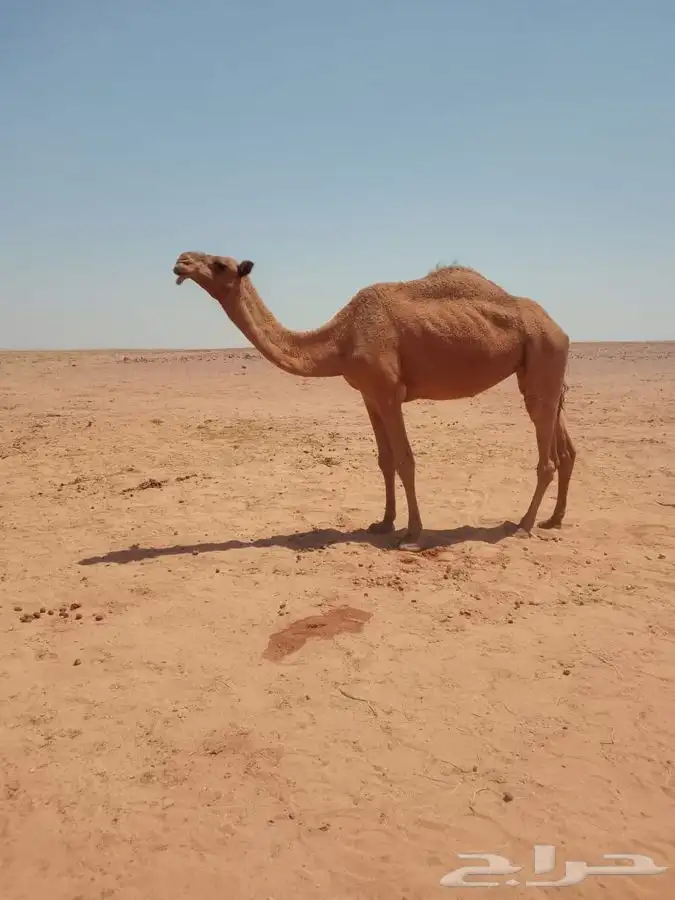 ضريبه للبيع 0