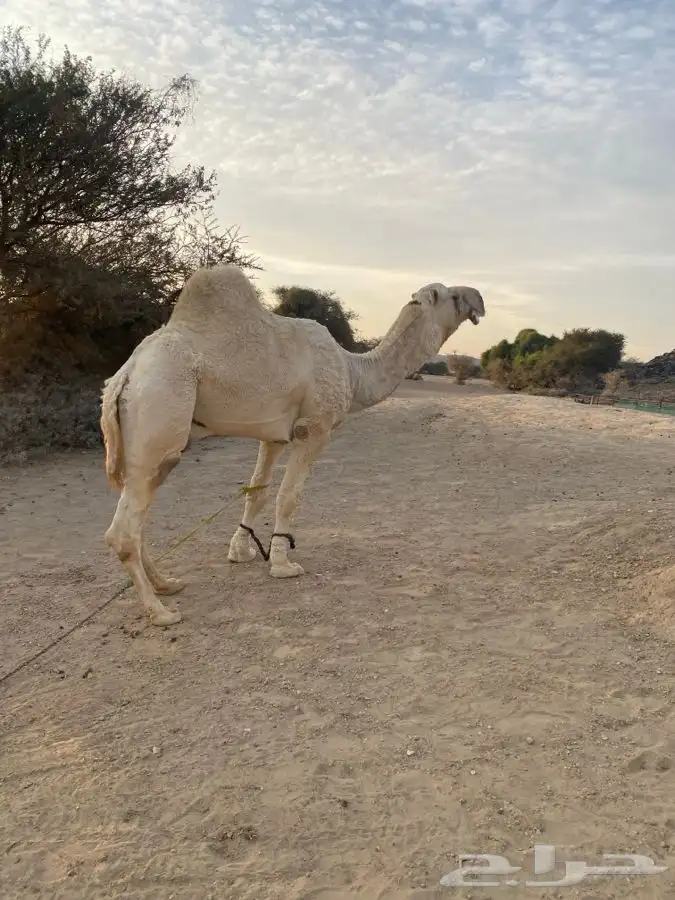بعيرفحل على اول ناب مشروط هداوه وعشار رقم واحد 0