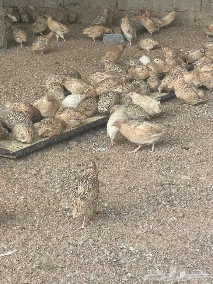 سمان فري انتاج وتربيه واكل 1