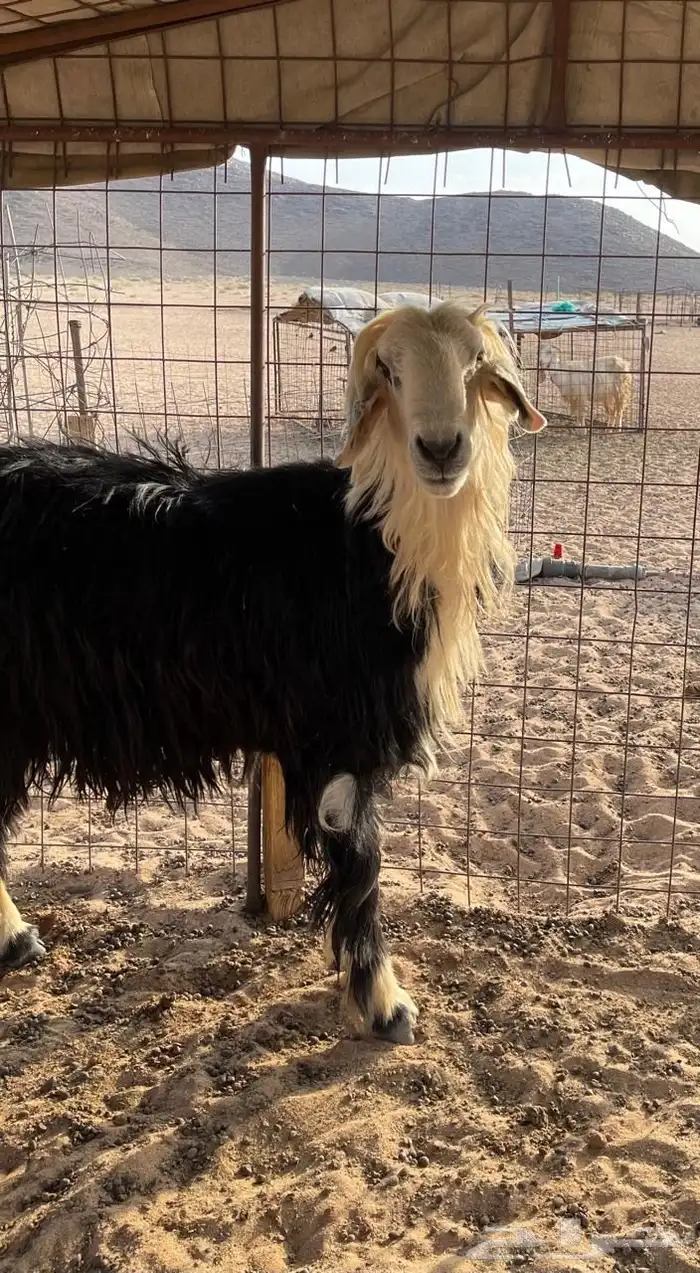 خروف نجدي 2