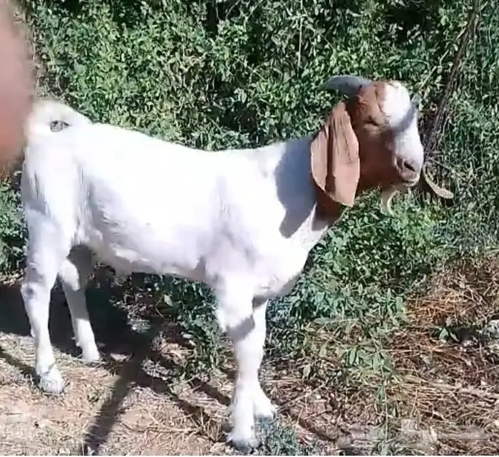 تيوس عارضيه و بورقت و مشاريك خصم الخصم ماشاء الله 3