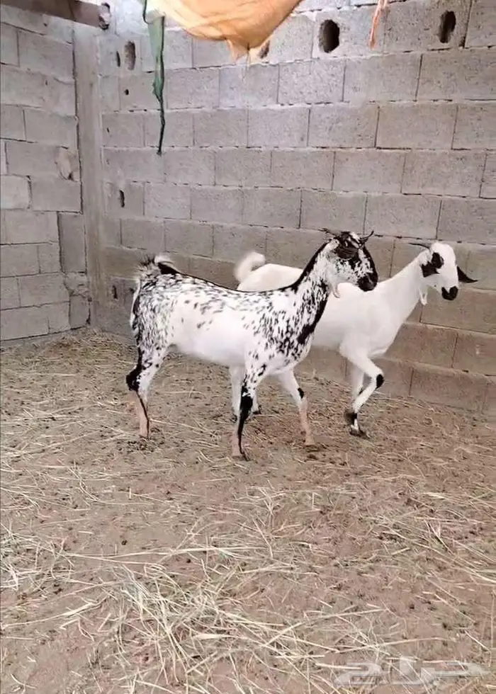 جفرتين بيشية صنف (تم البيع) 1