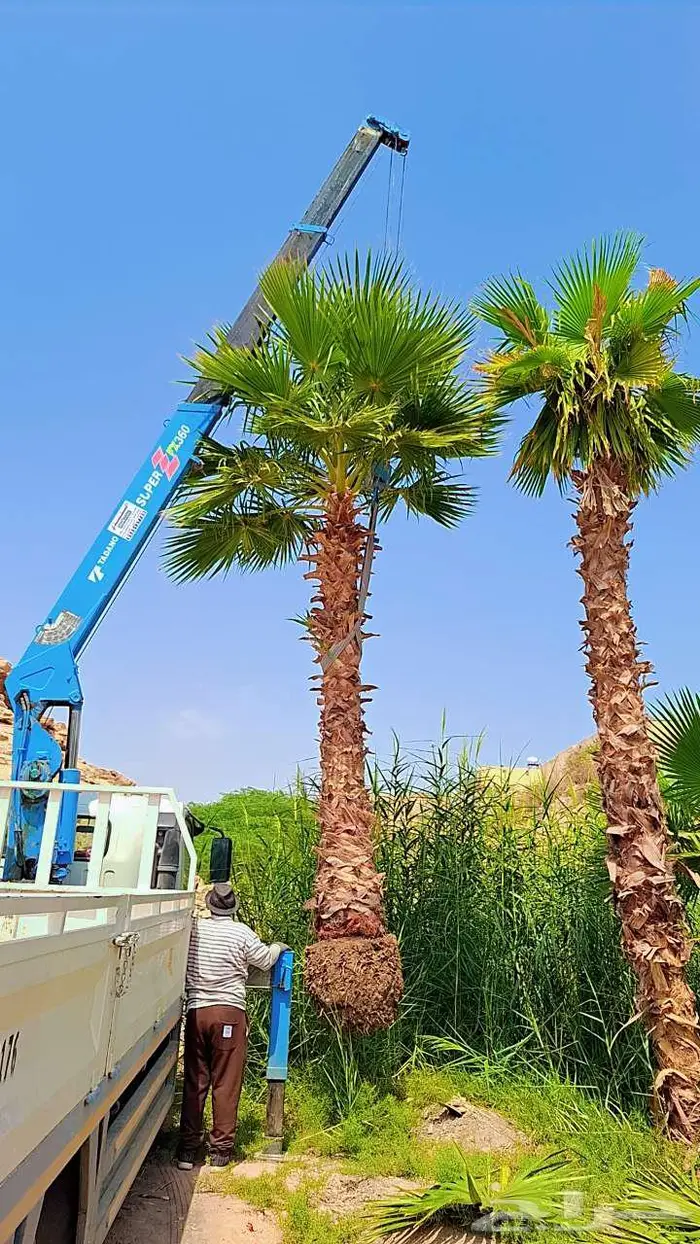 واشنطني زينه من المزرعه مباشرة 0