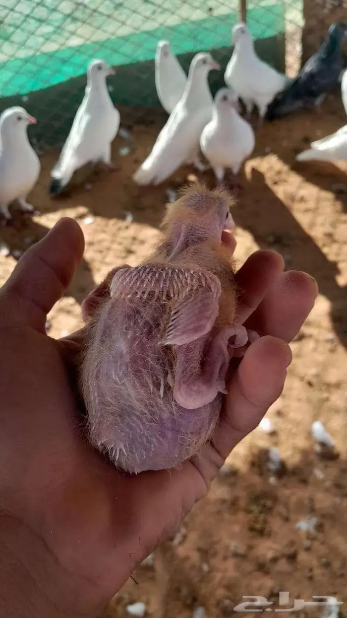 حمام للبيع 0