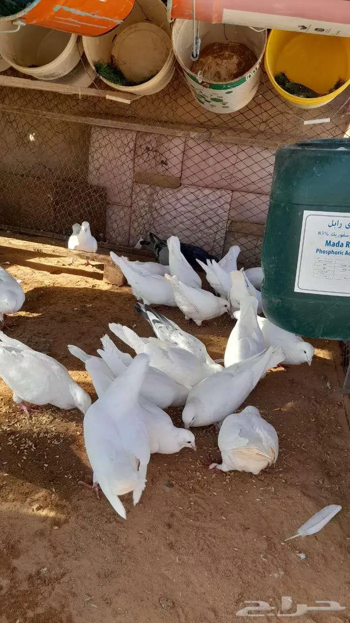 حمام للبيع 10