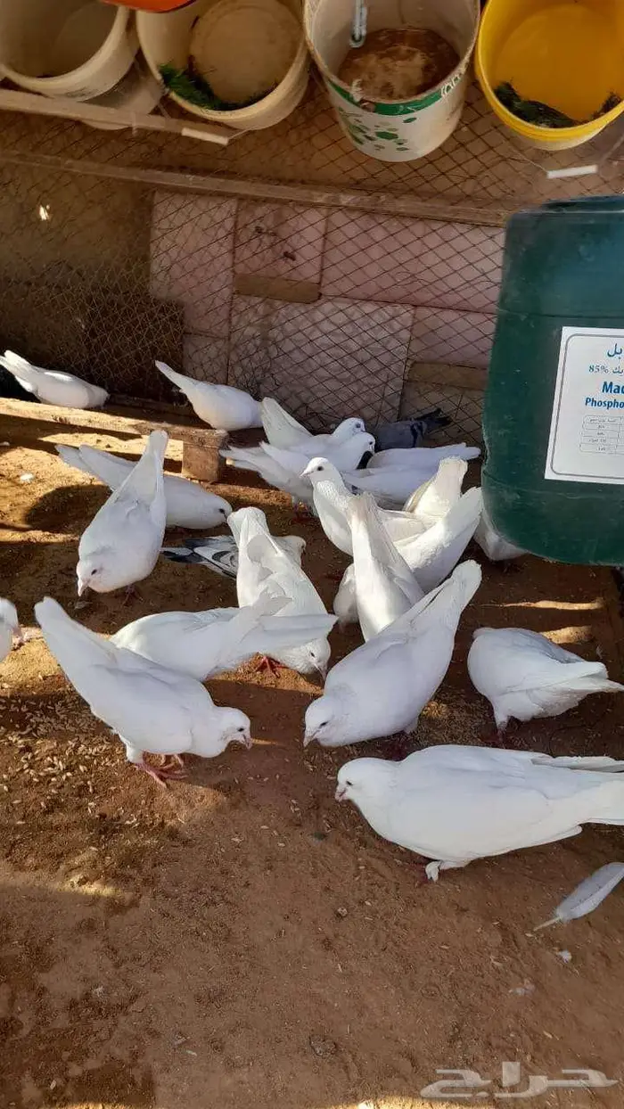 حمام للبيع 8