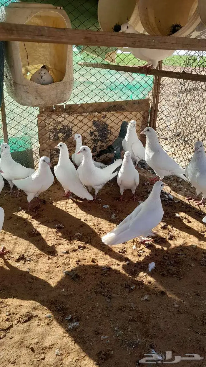 حمام للبيع 4