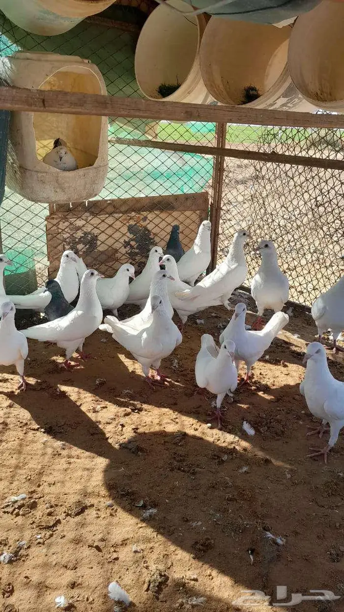حمام للبيع 1