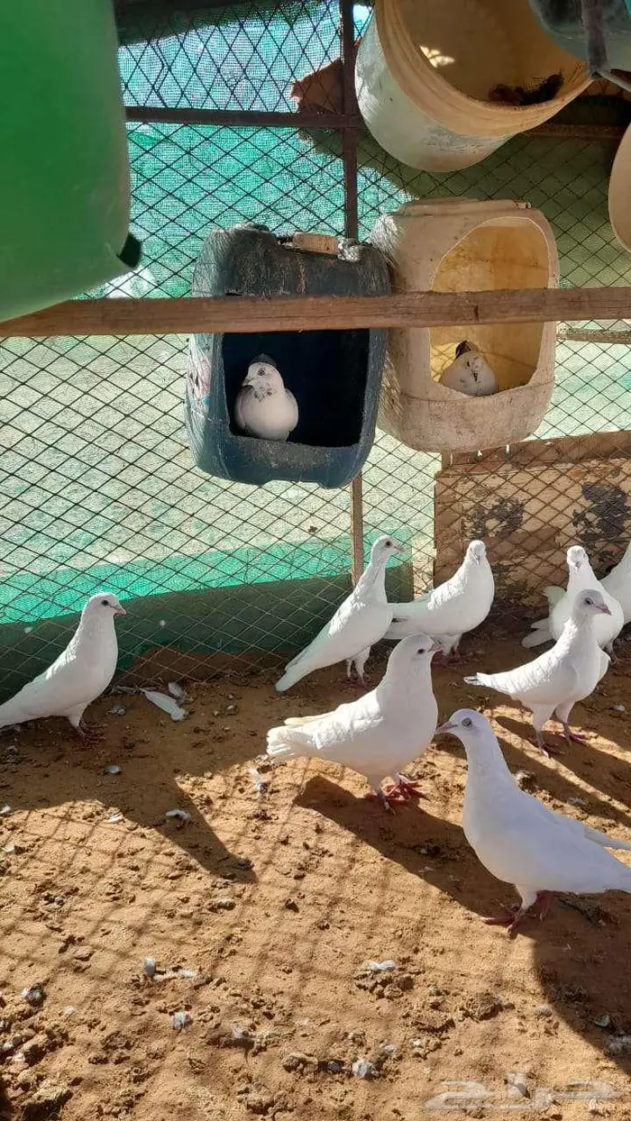 حمام للبيع 7