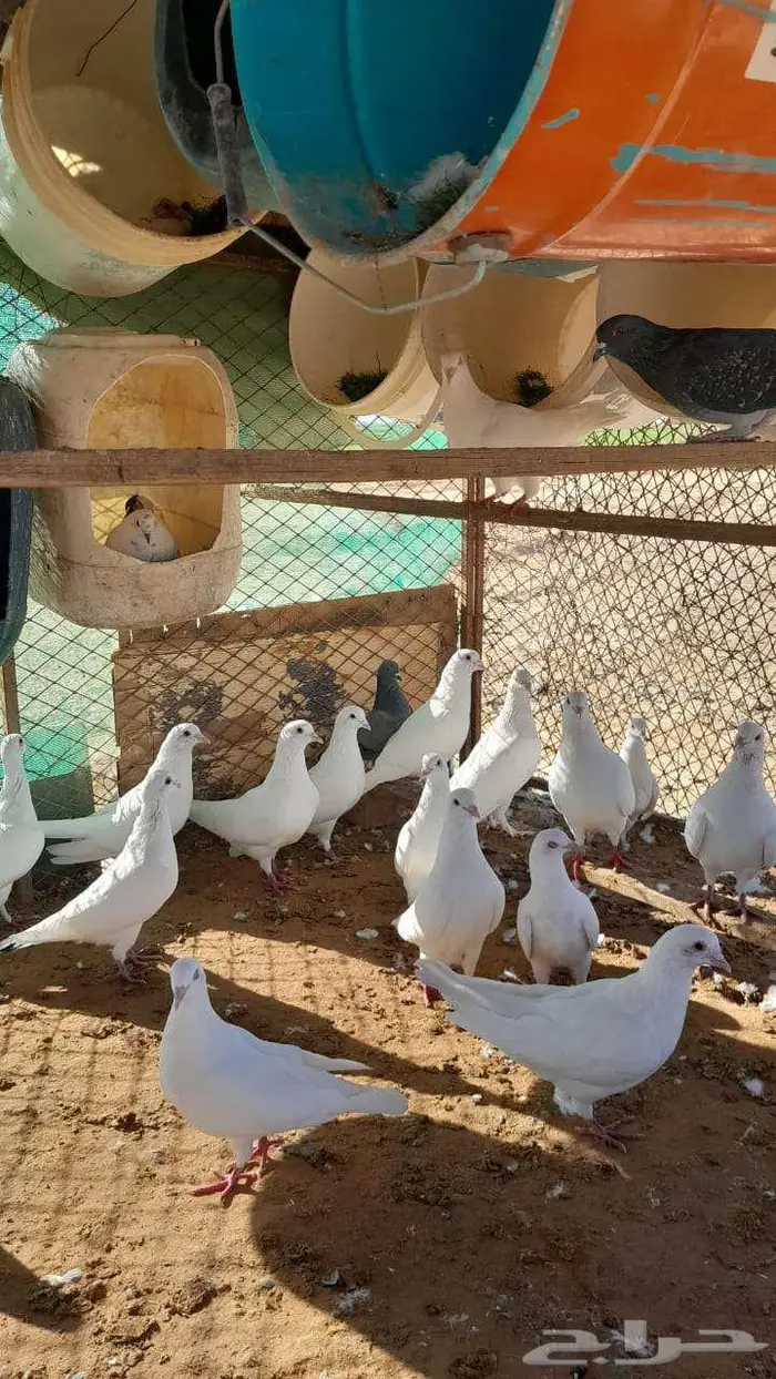 حمام للبيع 3