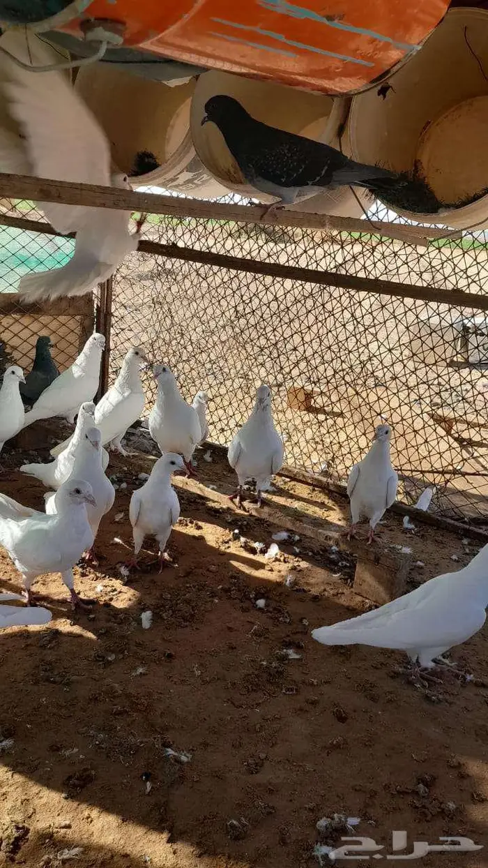حمام للبيع 2