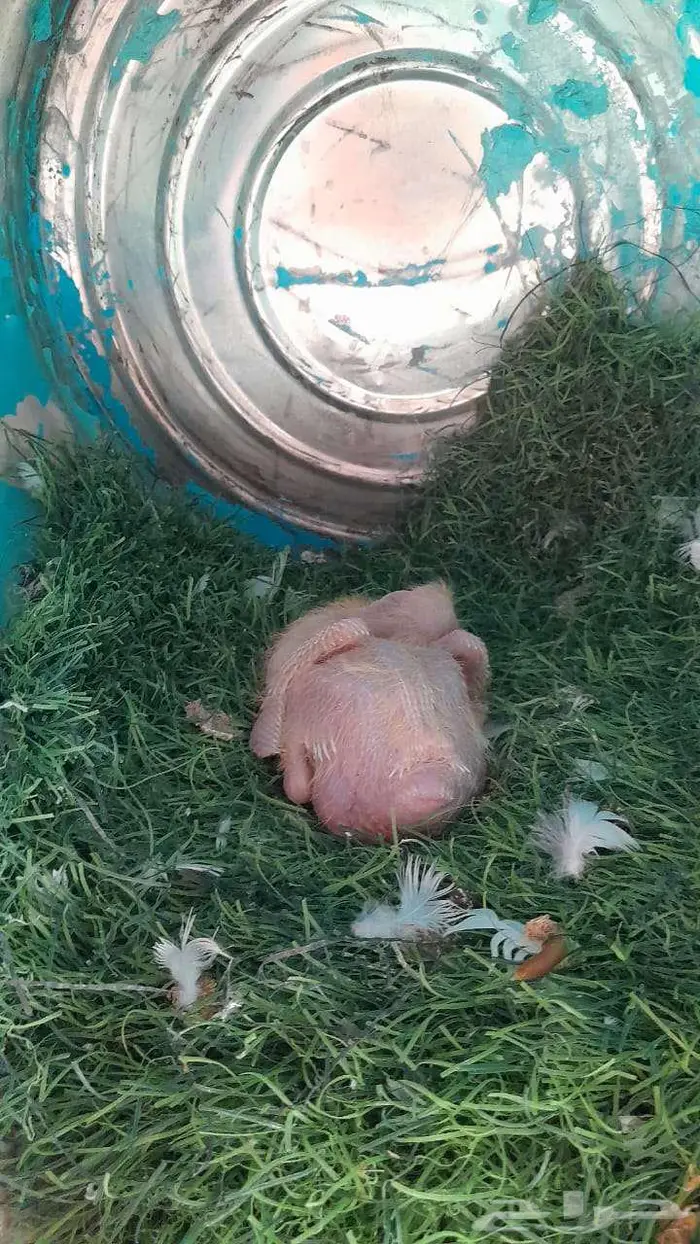 حمام للبيع 6