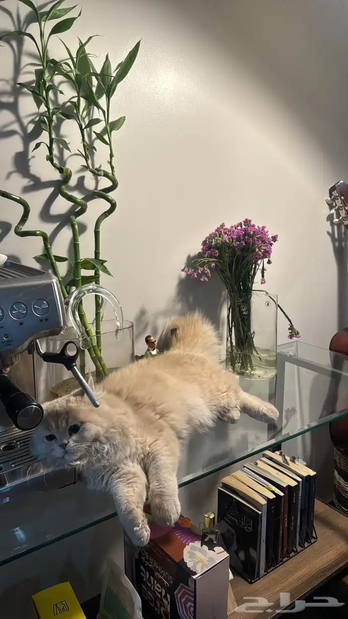 قط للبيع 1