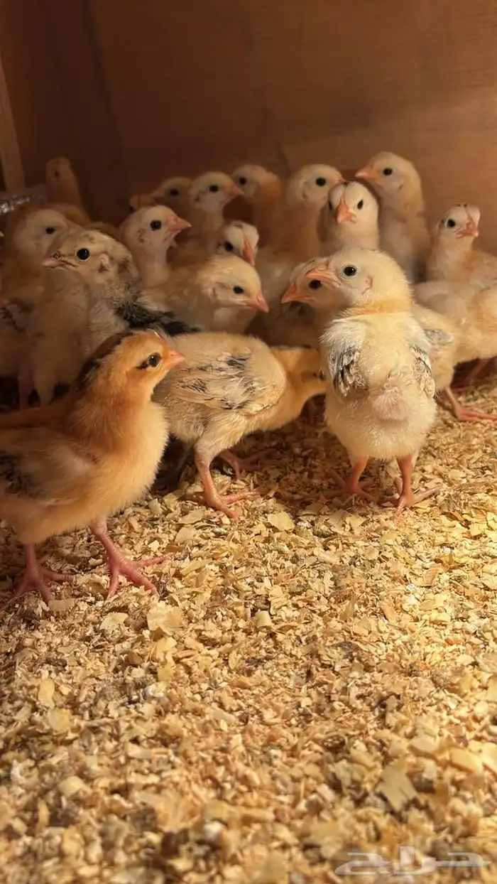 صوص بلدي فواتح احجام جانبو 1