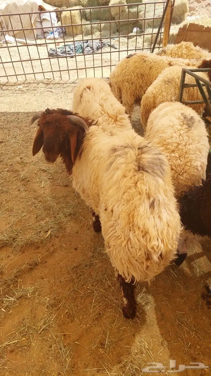 نعيم جبر وهرفي 7