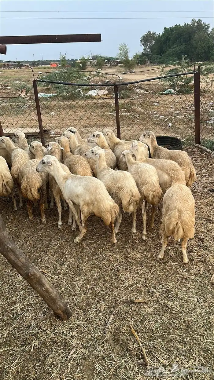 رخال رفيدي 3