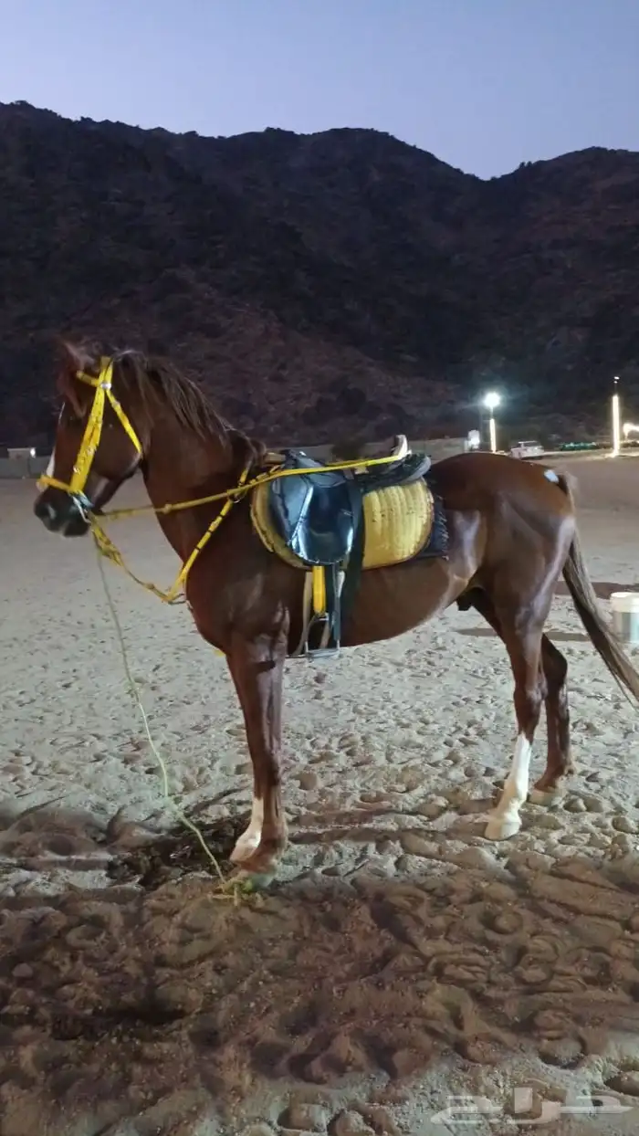 خيل جزيري العمر 4 سنين شرط ركوب حار ولا يشكي من أي شيء 1