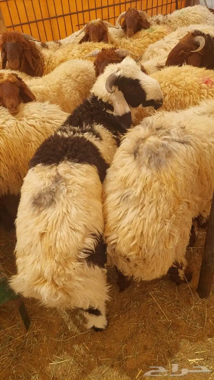 نعيم جبر وهرفي 6