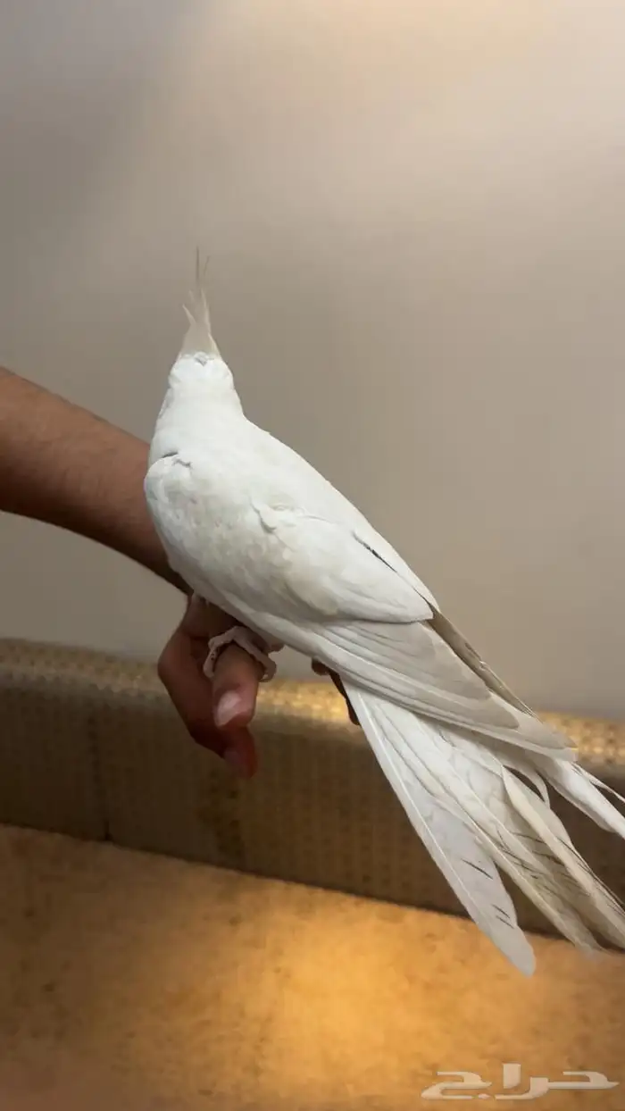 كروان بينو 1