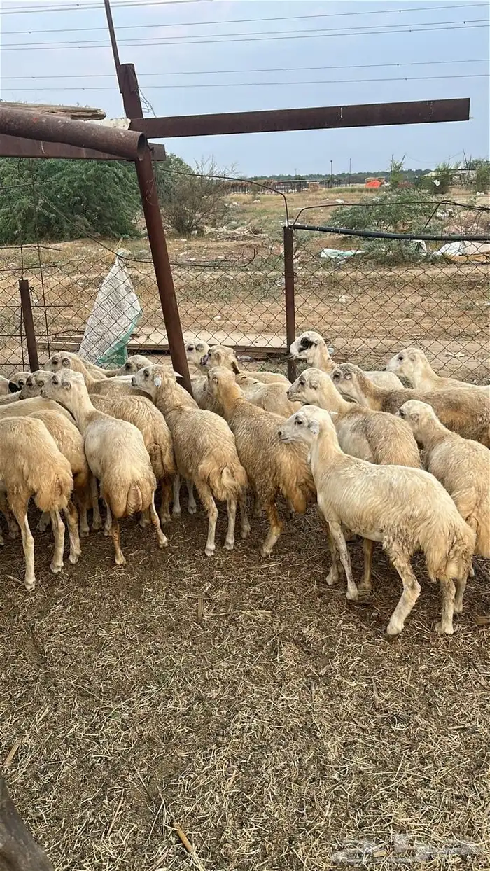 رخال رفيدي 5