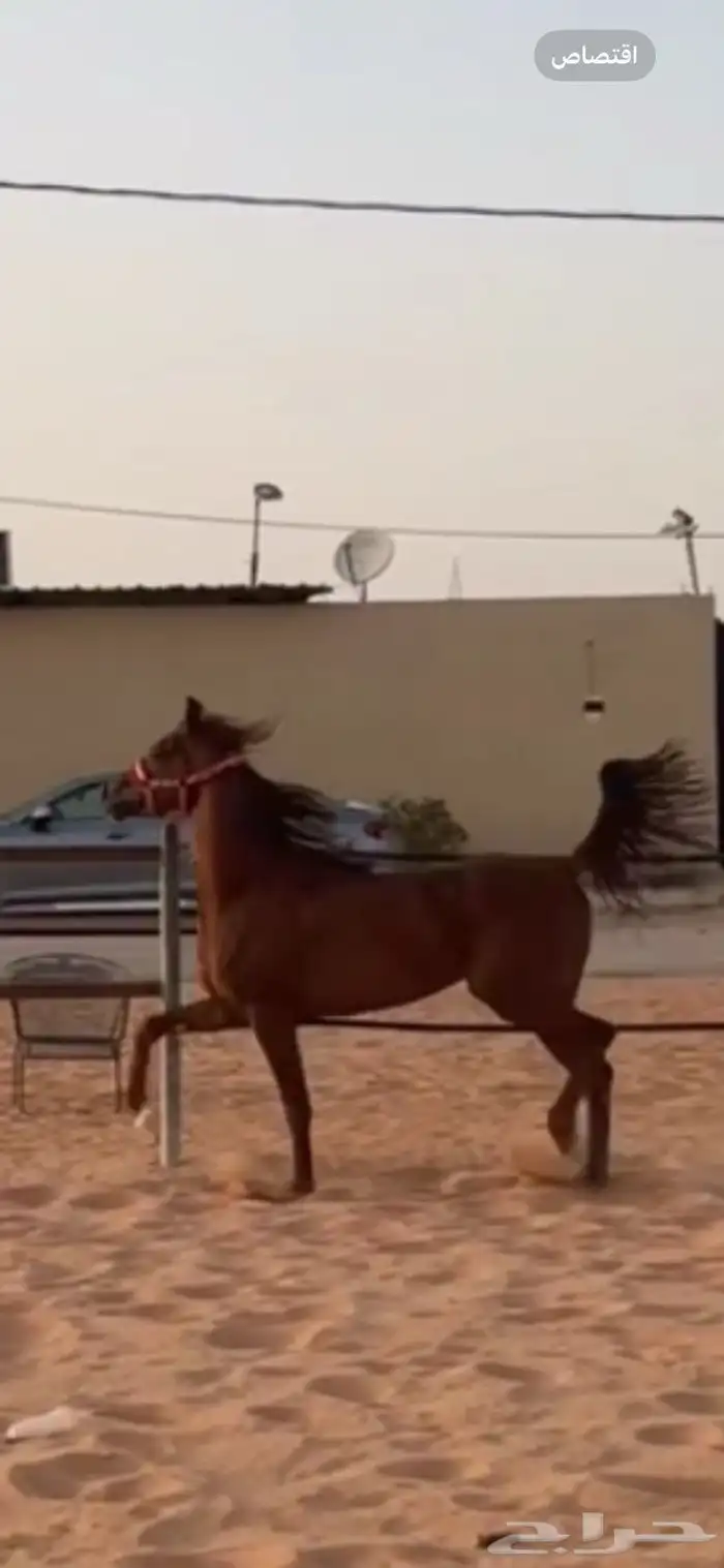 حصان واهو 3