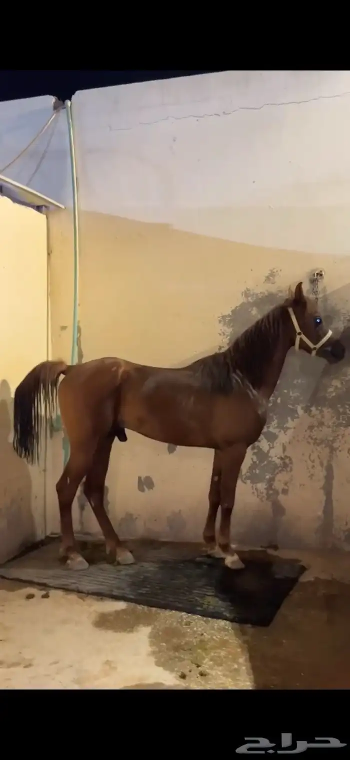 حصان واهو 2