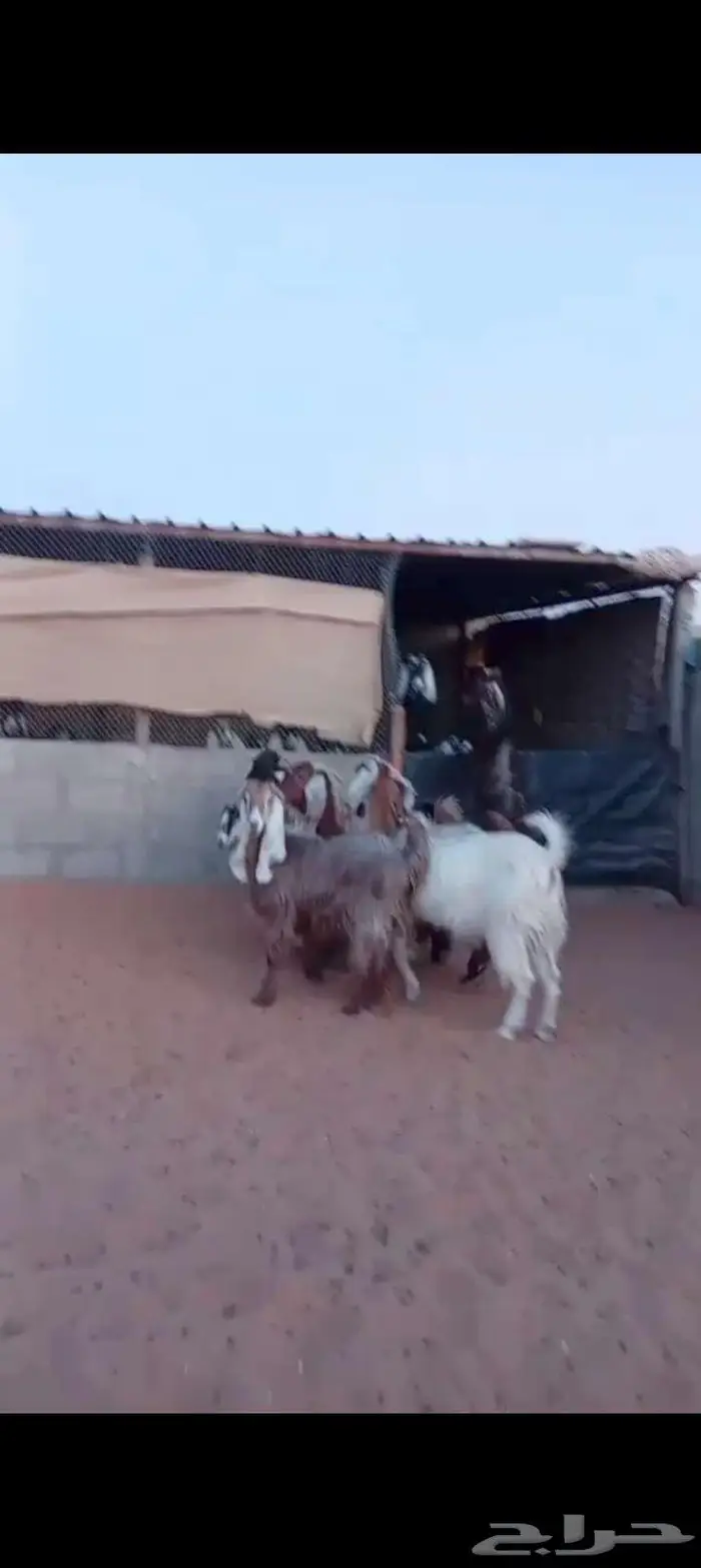 للبيع معزا مصريات دفيع شرط فحص سونار 7