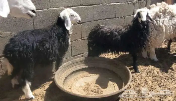 4 رخال نجد طيبات 2
