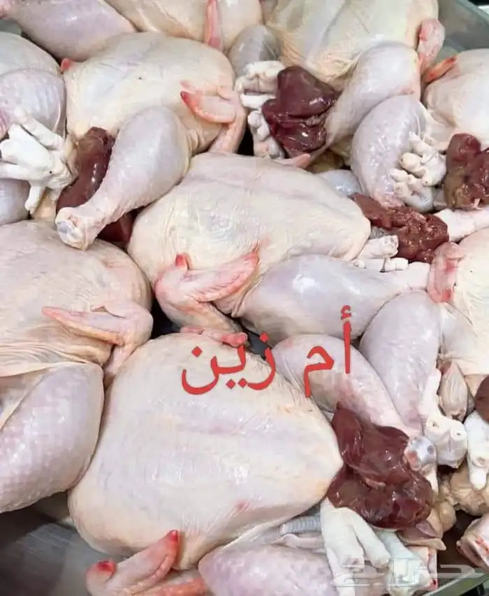 دجاج 0