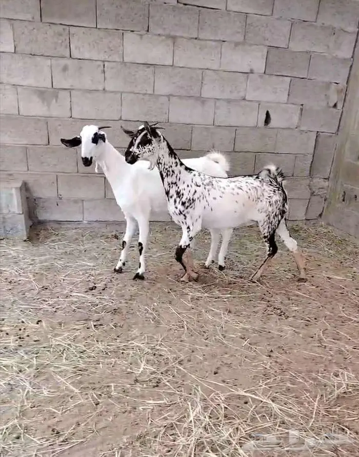 جفرتين بيشية صنف (تم البيع) 0