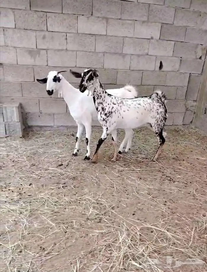 جفرتين بيشية صنف (تم البيع) 2