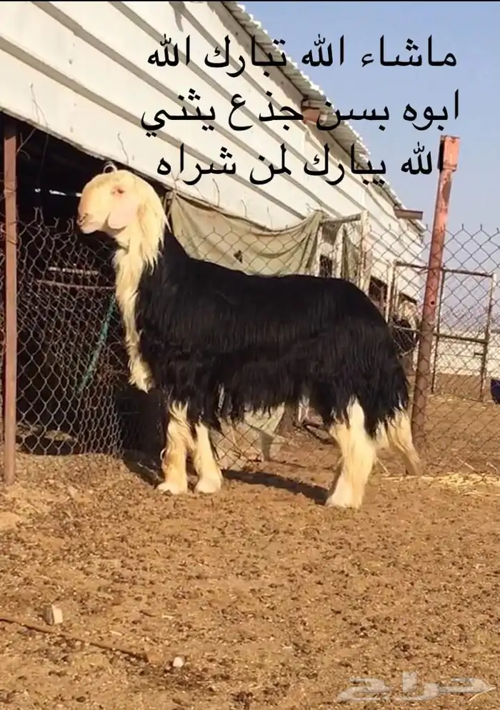 عروض النجد رقم 3 حلال ابو حمدان الحبابي 94