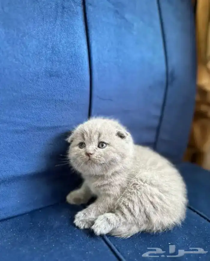 كيتن سكوتش فولد 6