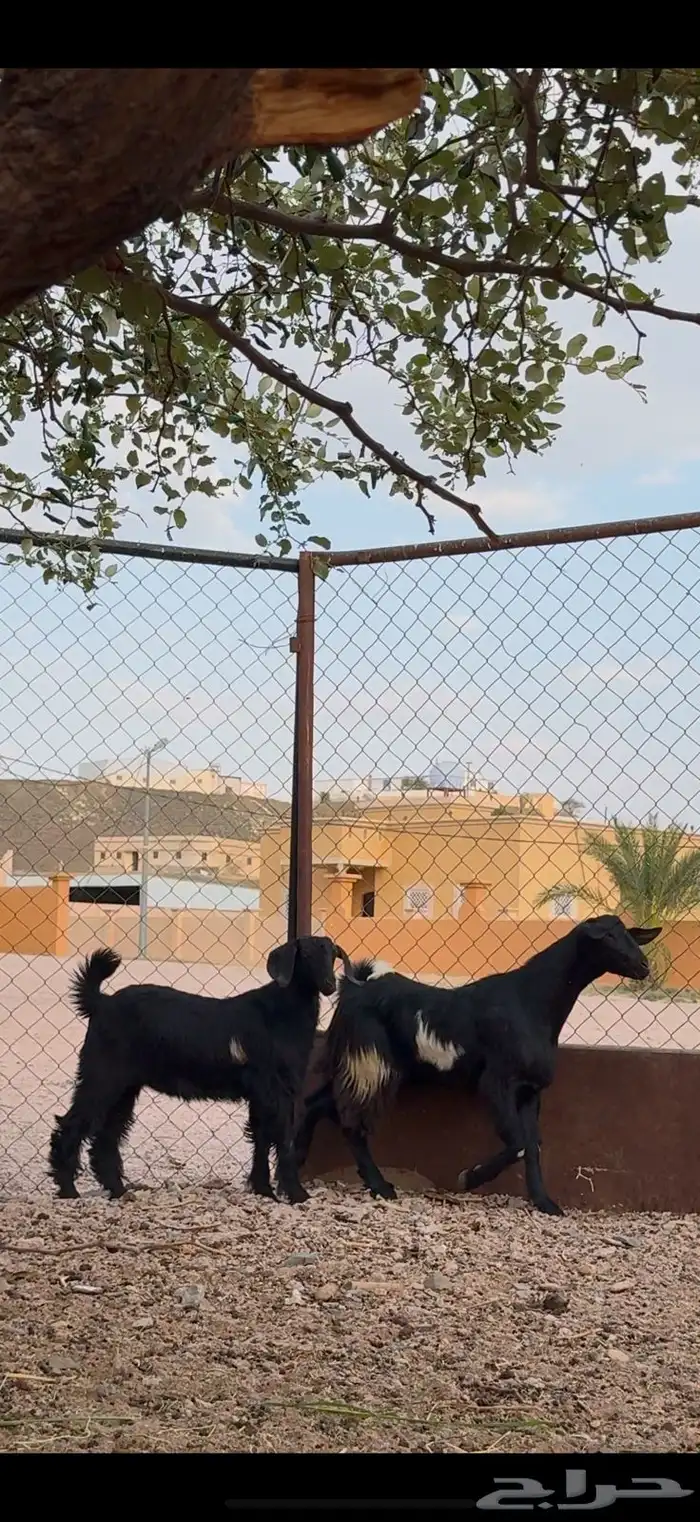 تيسين مخصاه سمان فل 0