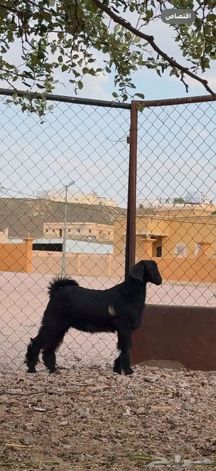 تيسين مخصاه سمان فل 1