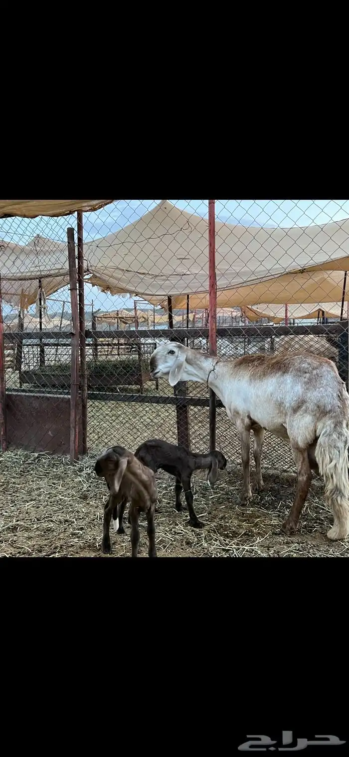 غنم سواكن درمانيات اصائل 20