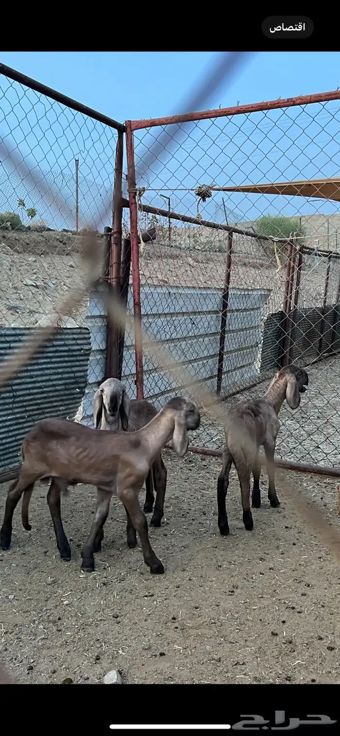 غنم سواكن درمانيات اصائل 21
